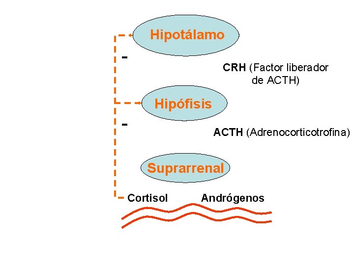 Hipotálamo - CRH (Factor liberador de ACTH) Hipófisis ACTH (Adrenocorticotrofina) Suprarrenal Cortisol Andrógenos 