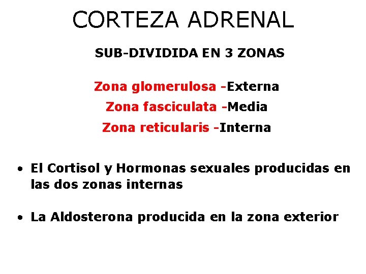 CORTEZA ADRENAL SUB-DIVIDIDA EN 3 ZONAS Zona glomerulosa -Externa Zona fasciculata -Media Zona reticularis