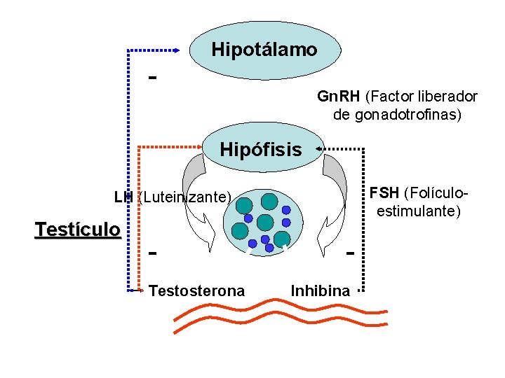 - Hipotálamo Gn. RH (Factor liberador de gonadotrofinas) Hipófisis FSH (Folículoestimulante) LH (Luteinizante) Testículo