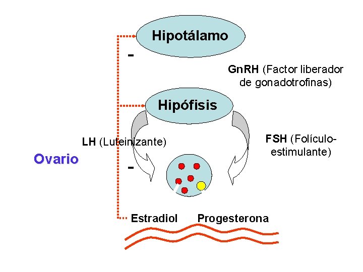 - Hipotálamo Gn. RH (Factor liberador de gonadotrofinas) Hipófisis LH (Luteinizante) Ovario Estradiol FSH