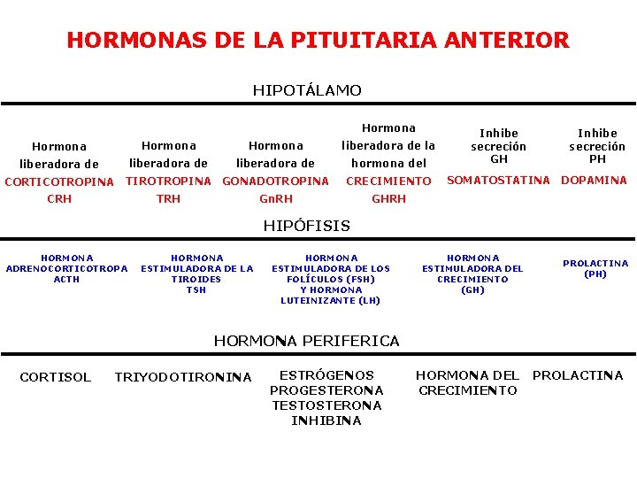 HORMONAS DE LA PITUITARIA ANTERIOR HIPOTÁLAMO Hormona liberadora de la liberadora de hormona del