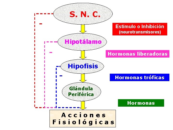 S. N. C. - Estímulo o Inhibición (neurotransmisores) Hipotálamo - Hormonas liberadoras - Hipofisis