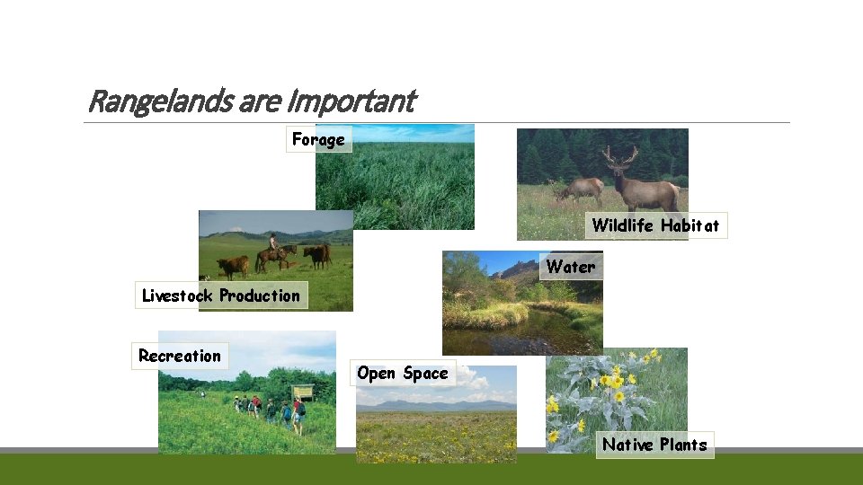 Rangelands are Important Forage Wildlife Habitat Water Livestock Production Recreation Open Space Native Plants