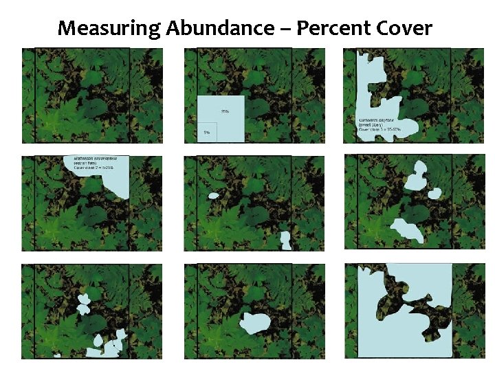 Diversity Measuring Species Abundance – Percent Cover From: hwwff. cce. cornell. edu 