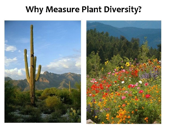 Species Plant Diversity Why Measure Diversity? 