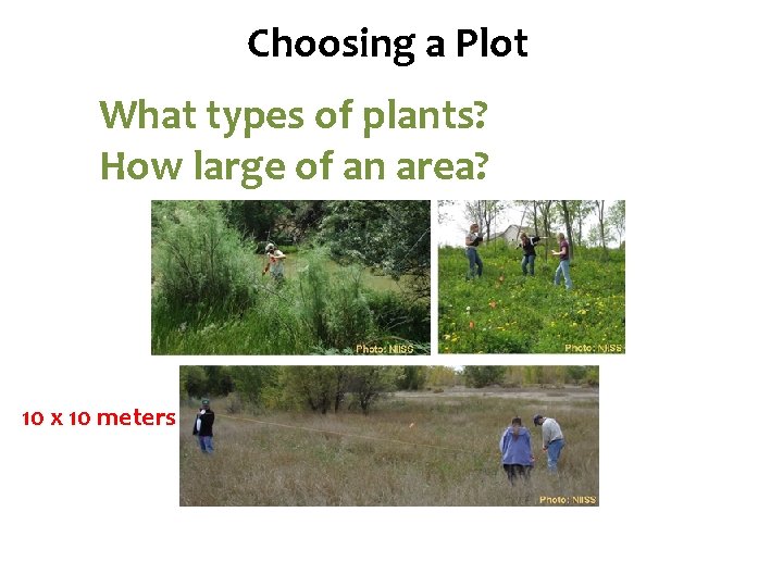 Species Diversity Choosing a Plot What types of plants? How large of an area?