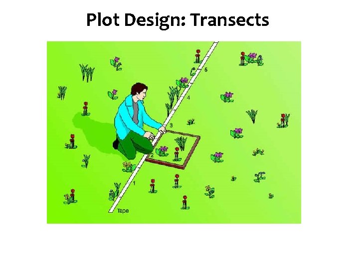 Diversity Plot. Species Design: Transects 