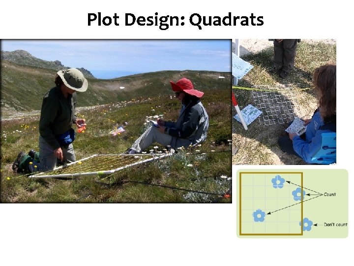 Diversity Plot. Species Design: Quadrats 