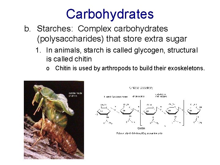 Carbohydrates b. Starches: Complex carbohydrates (polysaccharides) that store extra sugar 1. In animals, starch