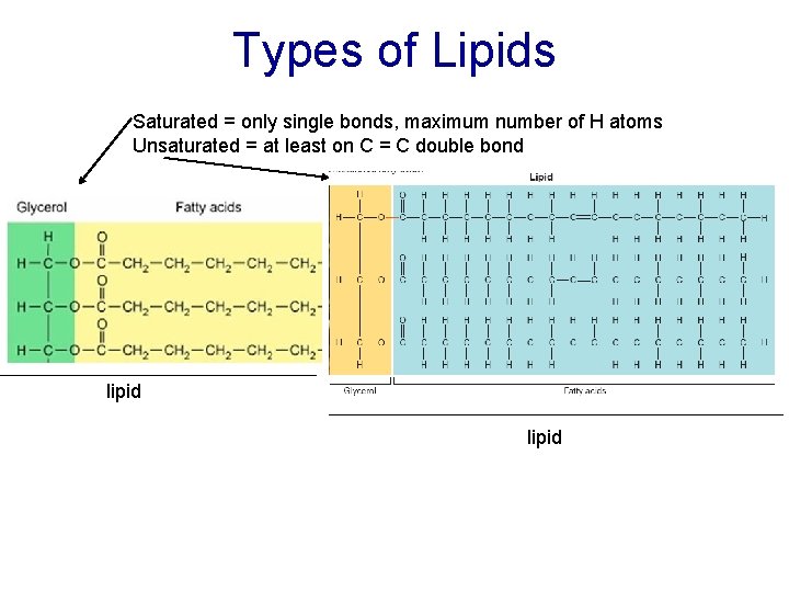 Types of Lipids Saturated = only single bonds, maximum number of H atoms Unsaturated