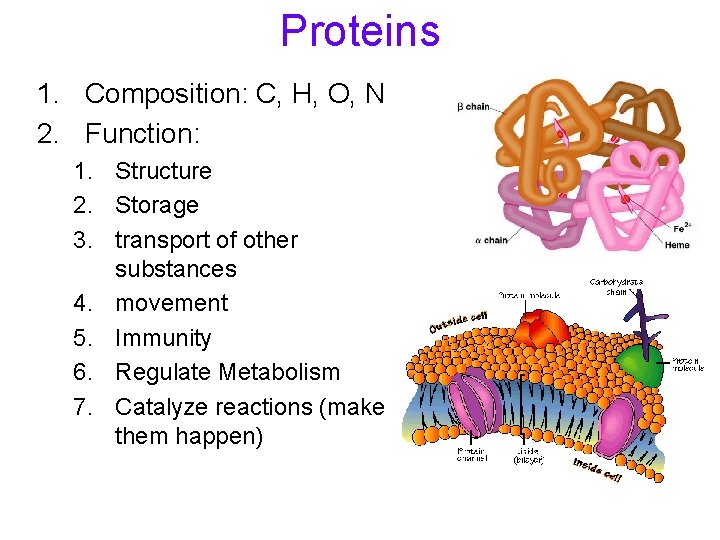 Proteins 1. Composition: C, H, O, N 2. Function: 1. Structure 2. Storage 3.