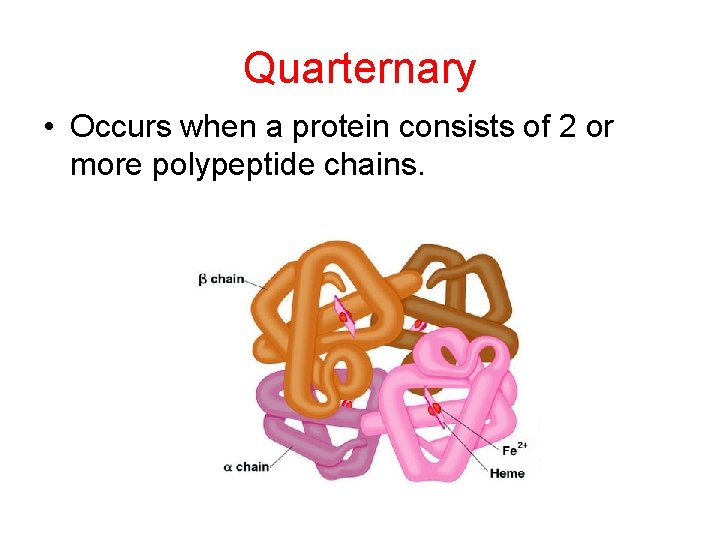 Quarternary • Occurs when a protein consists of 2 or more polypeptide chains. 