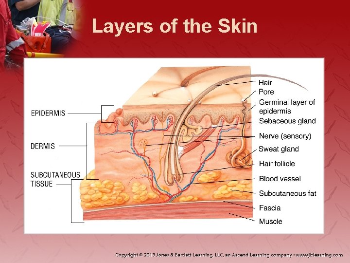 Layers of the Skin 