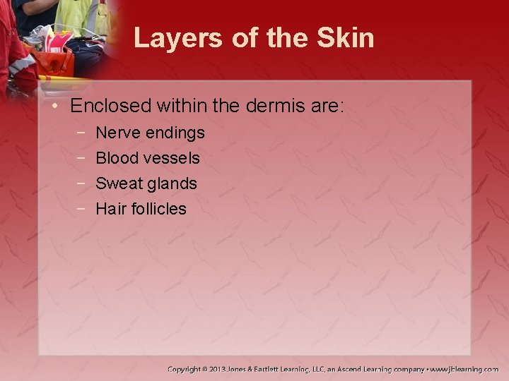 Layers of the Skin • Enclosed within the dermis are: − − Nerve endings