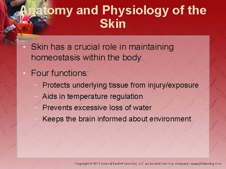 Anatomy and Physiology of the Skin • Skin has a crucial role in maintaining