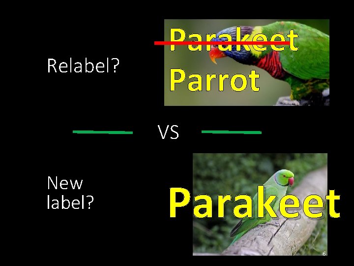 Relabel? Parakeet Parrot VS New label? Parakeet 6 