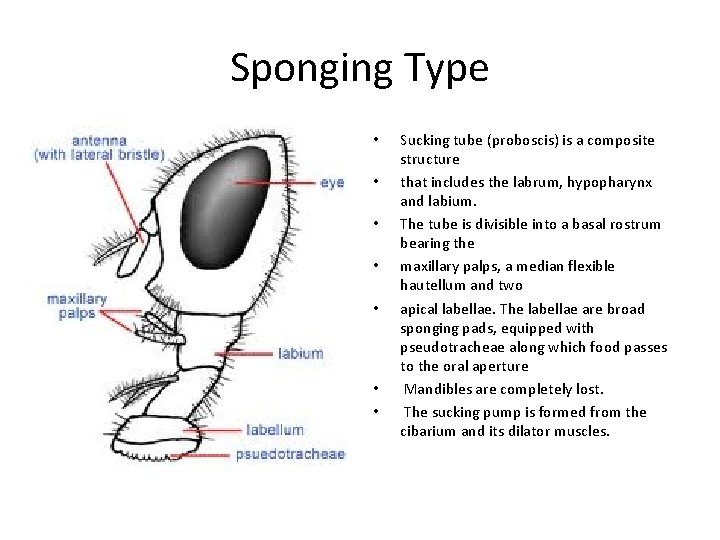 Sponging Type • • Sucking tube (proboscis) is a composite structure that includes the