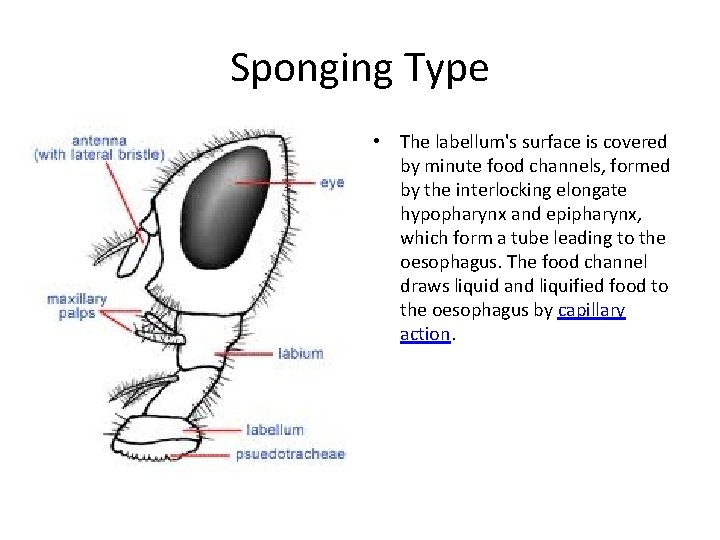 Sponging Type • The labellum's surface is covered by minute food channels, formed by