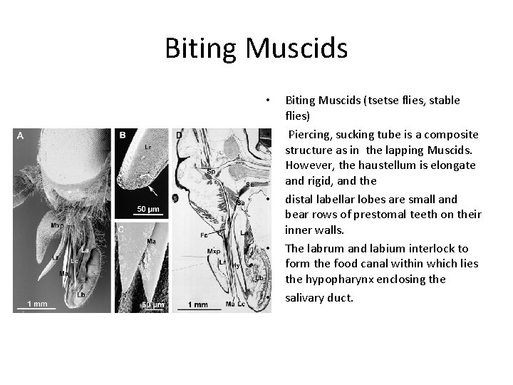 Biting Muscids • • • Biting Muscids (tsetse flies, stable flies) Piercing, sucking tube