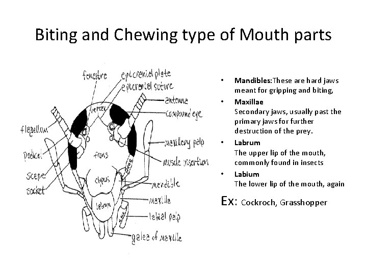 Biting and Chewing type of Mouth parts • • Mandibles: These are hard jaws