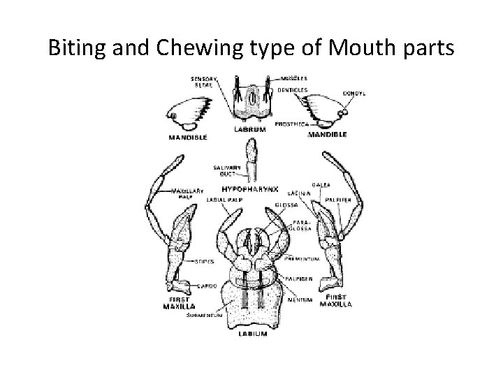 Biting and Chewing type of Mouth parts 