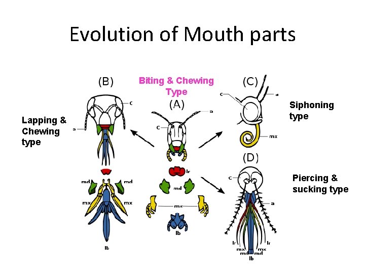 Evolution of Mouth parts Biting & Chewing Type Lapping & Chewing type Siphoning type