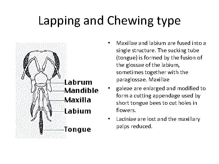 Lapping and Chewing type • Maxillae and labium are fused into a single structure.