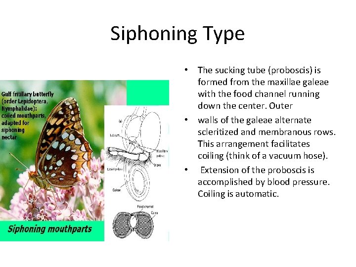 Siphoning Type • The sucking tube (proboscis) is formed from the maxillae galeae with