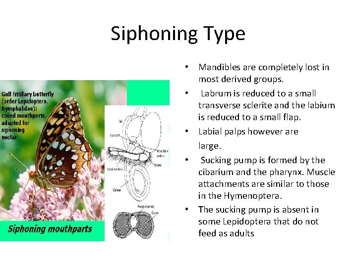 Siphoning Type • Mandibles are completely lost in most derived groups. • Labrum is