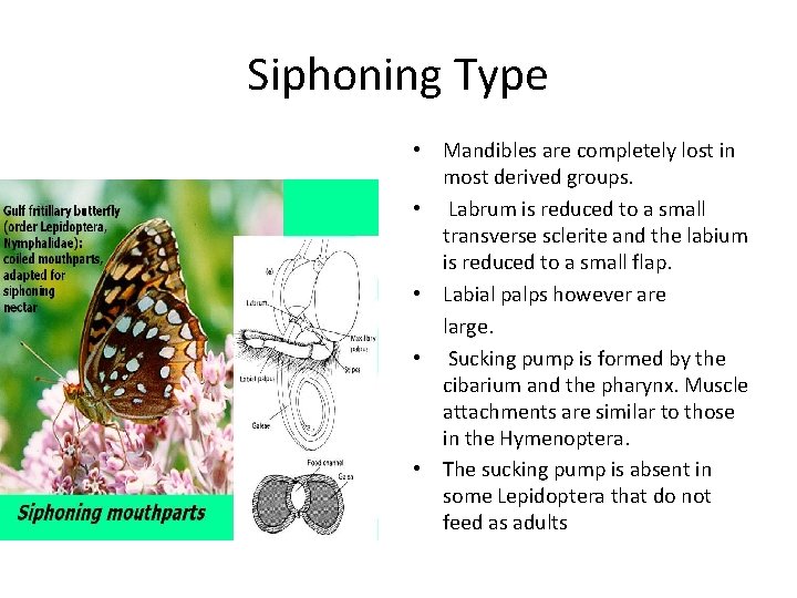 Siphoning Type • Mandibles are completely lost in most derived groups. • Labrum is