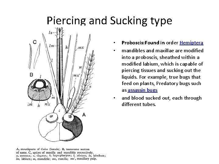 Piercing and Sucking type • • • Proboscis: Found in order Hemiptera mandibles and