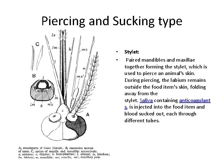 Piercing and Sucking type • • Stylet: Paired mandibles and maxillae together forming the