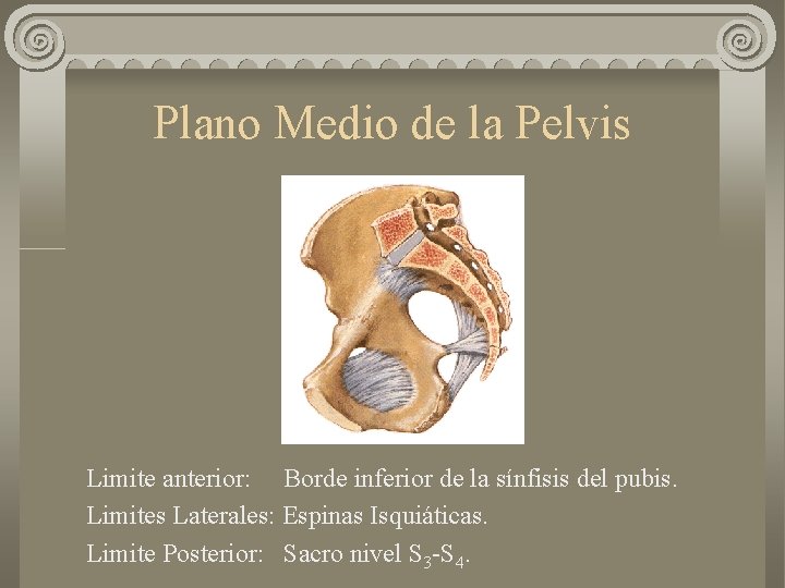 Plano Medio de la Pelvis Limite anterior: Borde inferior de la sínfisis del pubis.