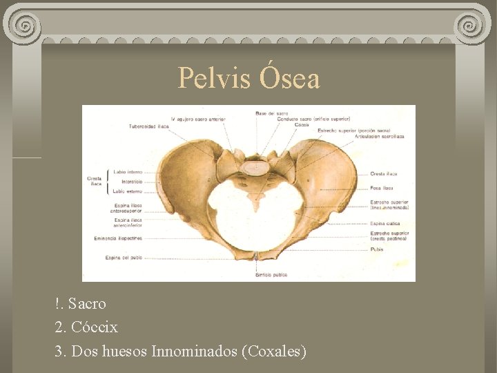 Pelvis Ósea !. Sacro 2. Cóccix 3. Dos huesos Innominados (Coxales) 
