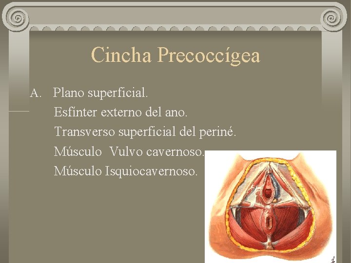 Cincha Precoccígea A. Plano superficial. Esfínter externo del ano. Transverso superficial del periné. Músculo