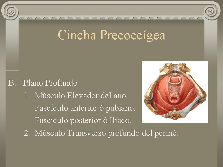 Cincha Precoccígea B. Plano Profundo 1. Músculo Elevador del ano. Fascículo anterior ó pubiano.