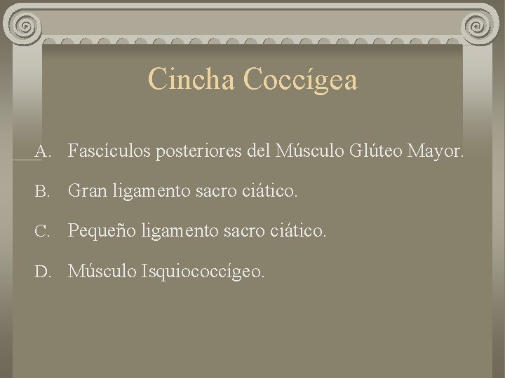 Cincha Coccígea A. Fascículos posteriores del Músculo Glúteo Mayor. B. Gran ligamento sacro ciático.