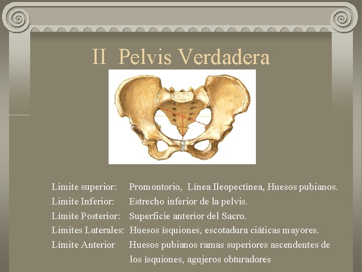II Pelvis Verdadera Limite superior: Limite Inferior: Límite Posterior: Limites Laterales: Límite Anterior Promontorio,