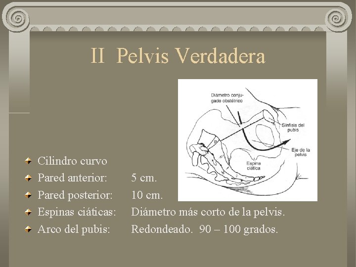 II Pelvis Verdadera Cilindro curvo Pared anterior: Pared posterior: Espinas ciáticas: Arco del pubis: