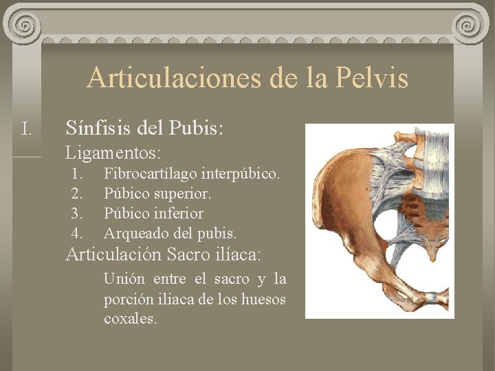 Articulaciones de la Pelvis I. Sínfisis del Pubis: Ligamentos: 1. 2. 3. 4. Fibrocartílago