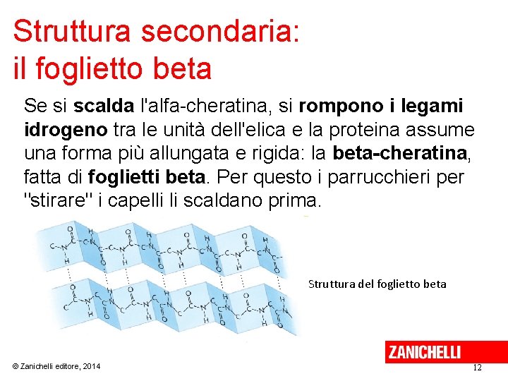 Lezioni Di Biochimica 2 Lezione 2 Peptidi Proteine lezioni-di-biochimica-2-lezione-2-peptidi-proteine