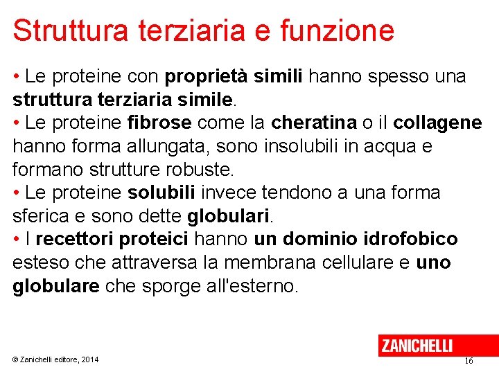 Struttura terziaria e funzione • Le proteine con proprietà simili hanno spesso una struttura