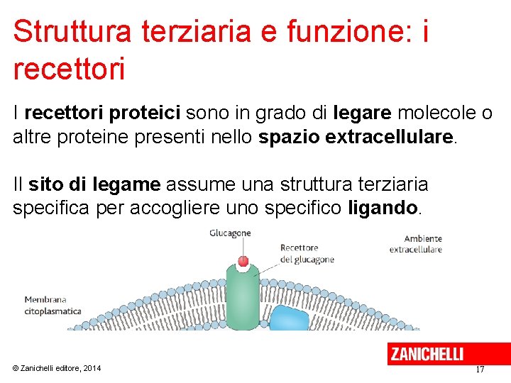 Struttura terziaria e funzione: i recettori I recettori proteici sono in grado di legare
