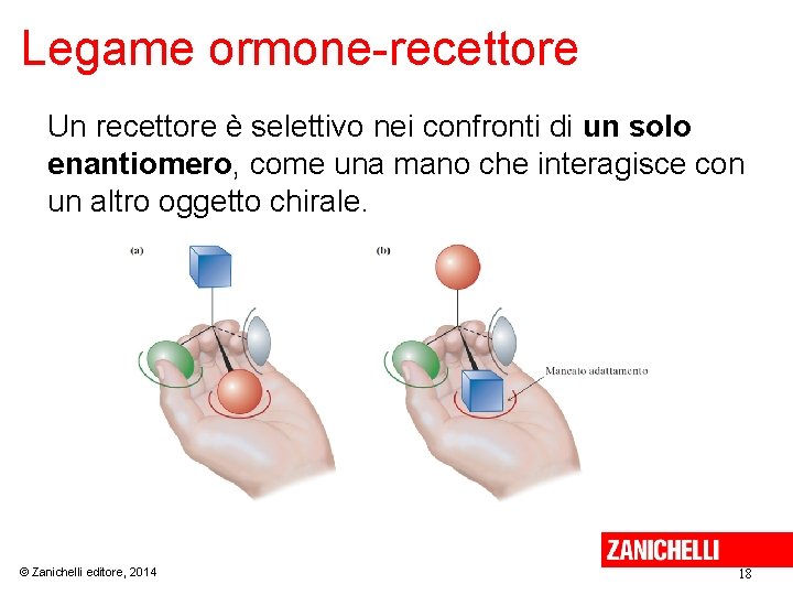 Legame ormone-recettore Un recettore è selettivo nei confronti di un solo enantiomero, come una