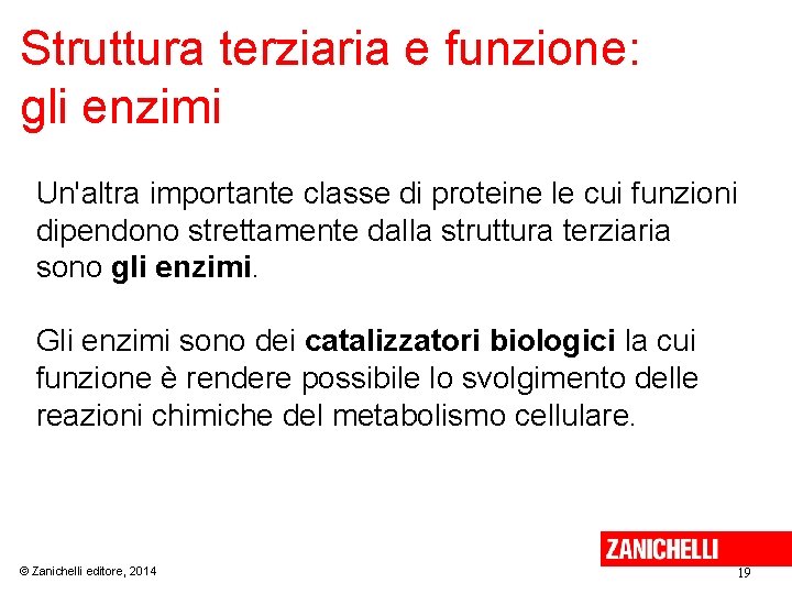 Struttura terziaria e funzione: gli enzimi Un'altra importante classe di proteine le cui funzioni