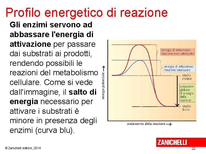 Profilo energetico di reazione Gli enzimi servono ad abbassare l'energia di attivazione per passare