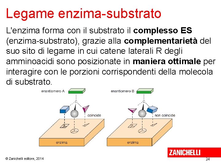 Legame enzima-substrato L'enzima forma con il substrato il complesso ES (enzima-substrato), grazie alla complementarietà