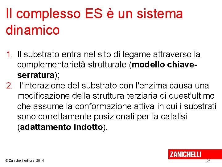 Il complesso ES è un sistema dinamico 1. Il substrato entra nel sito di