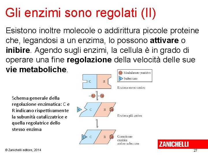 Gli enzimi sono regolati (II) Esistono inoltre molecole o addirittura piccole proteine che, legandosi
