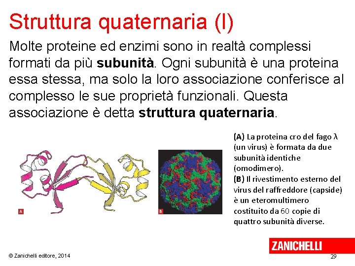 Struttura quaternaria (I) Molte proteine ed enzimi sono in realtà complessi formati da più